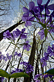 Phlox, Spring Wildflowers, Trees Budding, Great Smoky Mtns Nat  Park, TN, USA
