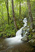 Cascade, Tremont Area, Great Smoky Mtns National Park, TN