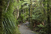 Native Bush and Pororari River Track, Paparoa National Park, West Coast, South Island, New Zealand