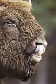 European Bison Bison bonasus close-up portrait of female  UK Highland Wildlife Park
