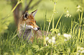 Red fox Vulpes vulpes adult male amongst vegetation  England  May 2006