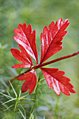 Herb Robert leaf - Geranium robertianum - in close-up in autumn  Scotland  October 2006