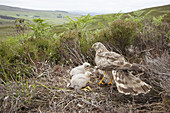 Hen harrier Circus cyaneus female at nest site with chicks  Sutherland  Scotland  July 2006