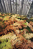 Bracken - Pteridium aquilinum - in pine woodland in autumn  Scotland  October 2006