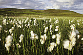 Common cotton-grass - Eriophorum angustifolium - on upland bog, Sutherland, Scotland  July
