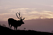 Red Deer Cervus elaphus stag silhouetted at dawn  Highlands, Scotland  October 2006
