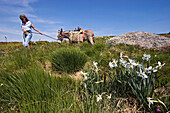 Woman leads donkey on a leash, family-hiking with a donkey in the Cevennes in spring, France