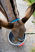 donkey with feeding bucket, family-hiking with a donkey in the Cevennes mountains, France
