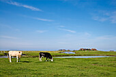 Weidende Kühe, Hallig Hooge, Nordfriesland, Schleswig-Holstein, Deutschland
