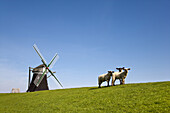 Sheep near windmill Nordermuehle, Pellworm island, Schleswig-Holstein, Germany