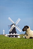 Sheep near windmill Nordermuehle, Pellworm island, Schleswig-Holstein, Germany
