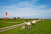 Sheep and Lighthouse, Pellworm Island, North Frisian Islands, Schleswig-Holstein, Germany