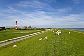 Sheep on a dike, lighthouse in background, Pellworm island, Schleswig-Holstein, Germany