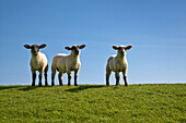 Sheep on a dike, Pellworm Island, Schleswig-Holstein, Germany