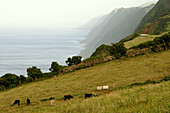 Coastal landscape, North coast, Sao Jorge Island, Azores, Portugal