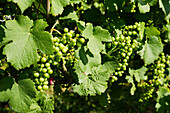Weintrauben am Stock, Reichenau, Baden-Württemberg, Deutschland