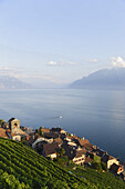 View over vineyards and Saint Saphorin to lake Geneva, Lavaux, Canton of Vaud, Switzerland