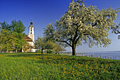 Wallfahrtskirche Birnau im Frühling, Unteruhldingen, Bodensee, Baden-Württemberg, Deutschland