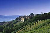 View over vineyards at the houses of Meersburg, Lake Constance, Baden Wurttemberg, Germany