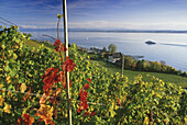 Weingut in den Weinbergen am Bodenseeufer, Bodensee, Baden-Württemberg, Deutschland