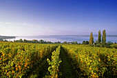 Vineyards at Lake Constance, near Unteruhldingen, Baden-Wurttemberg, Germany
