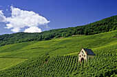 Vineyard with chapel, Kroev, Rhineland-Palatinate, Germany