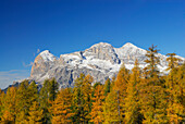 Tofana range with larches in autumn colours, Dolomites, South Tyrol, Italy