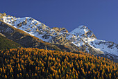 Larches in autumn, Piz d'Esan in background, Upper Engadin, Engadin, Grisons, Switzerland