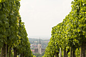 Blick über einen Weinberg auf eine Kirche, Iphofen, Franken, Bayern, Deutschland