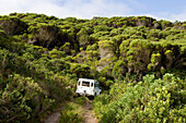 A car driving on an overgrown path through green landscape, Grootbos Private Nature Reserve, Gansbaai, South Africa, Africa