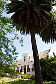 Haus hinter einer Palme im Sonnenlicht, Buitenverwachting, Constantia, Kapstadt, Südafrika, Afrika