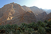 Palm trees in front of sunlit mountains, Al Hajar mountains, Wadi Bani Auf, Oman, Asia