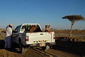 A man and a dromedary on the platform of a car, Al Ain, United Arab Emirates