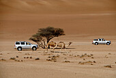 All-terrain vehicles and dromedaries in the sand of the desert, Wahiba Sands, Oman, Asia