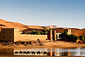 Caravan of camels in front of the Auberge Yasmina at the dunes of Erg Chebbi desert, Morocco, Africa