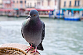 Mischievous pigeon on a cafe chair at Rialto Bridge, Venice, Veneto, Italy