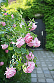 Rosarote Strauchrosen in einem Vorgarten