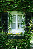 Gelbe Stiefmütterchen in einer Blumenbank an einem Fenster, umrankt  von Efeu