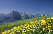 Trollblumenwiese im Pflanzenschutzgebiet Motta Naluns, Scuol, Silvretta, Unterengadin, Engadin, Graubünden, Schweiz