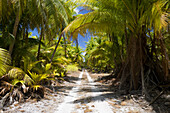 Kokosnuss-Palmen auf Bikini, Marschallinseln, Bikini Atoll, Mikronesien, Pazifik