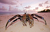 Kokosnuss-Krabbe, Palmendieb am Strand von Bikini, Birgus latro, Marschallinseln, Bikini Atoll, Mikronesien, Pazifik