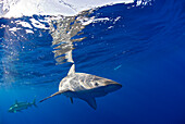 Galapagos Sharks, Carcharhinus galapagensis, Marshall Islands, Bikini Atoll, Micronesia, Pacific Ocean