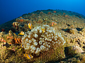 endemische Anemonenfische auf kieloben liegendem Schlachtschiff USS Arkansas, Marschallinseln, Bikini Atoll, Mikronesien, Pazifik