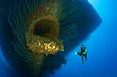Taucher an einer Ankerkluese am Bug der USS Saratoga, Marschallinseln, Bikini Atoll, Mikronesien, Pazifik