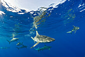 Galapagoshaie, Carcharhinus galapagensis, Maui, Hawaii, USA