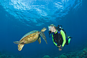 Gruene Meeresschildkroete und Taucher, Chelonia mydas, Maui, Hawaii, USA