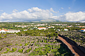 Weinbaukultur der Insel Pico Unesco Weltkulturerbe, Insel Pico, Azoren, Portugal