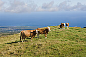 Kuehe auf der Weide, Bos taurus, Insel Pico, Azoren, Portugal
