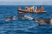 Touristen bei Delfin Ausflug, Tursiops truncatus, Azoren, Atlantik, Portugal