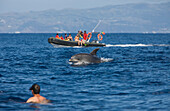 Touristen bei Delfin Ausflug, Tursiops truncatus, Azoren, Atlantik, Portugal